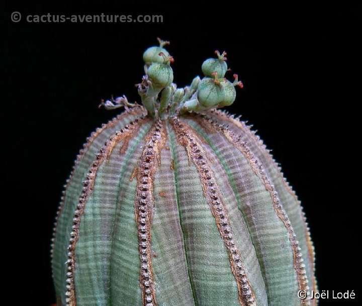 Euphorbia obesa (female) P1220168